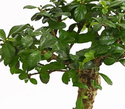 Dehner Bonsai - Bonsai Fukientee - Carmona microphylla, kugelförmig, 6 Jahre