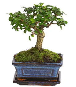 Dehner Bonsai - Bonsai Fukientee - Carmona microphylla, kugelförmig, 6 Jahre