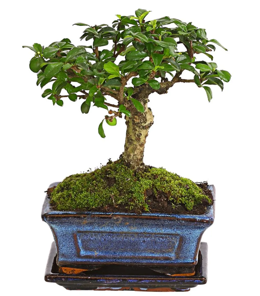 Dehner Bonsai - Bonsai Fukientee - Carmona microphylla, kugelförmig, 6 Jahre