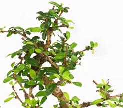 Dehner Bonsai - Bonsai Fukientee - Carmona microphylla, 6 Jahre