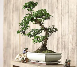 Dehner Bonsai - Bonsai Fukientee - Carmona microphylla, 12-15 Jahre