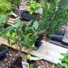 Dehner Bonsai - Bonsai Japanische Zelkove - Zelkova serrata