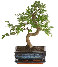 Dehner Bonsai - Bonsai Japanische Zelkove - Zelkova serrata