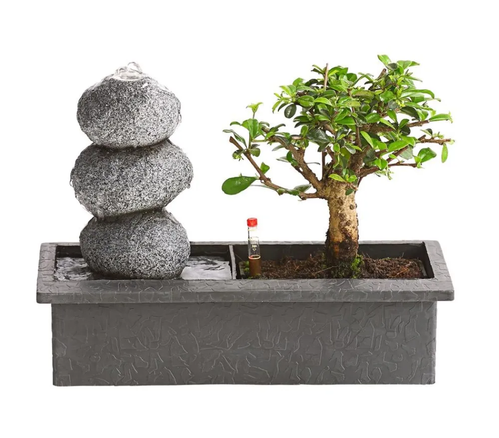 Dehner Bonsai - Bonsai, mit Brunnen