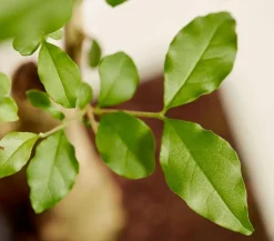 Dehner Bonsai > Bonsai mit Buddha, verschiedene Sorten