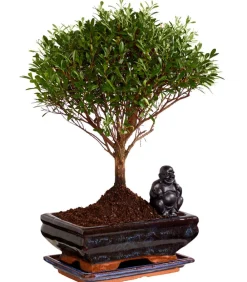 Dehner Bonsai mit Buddha, verschiedene Sorten Grün Sale