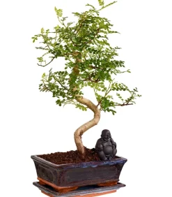 Dehner Bonsai mit Buddha, verschiedene Sorten Grün Sale