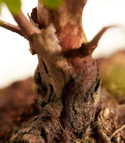 Dehner Bonsai mit Buddha, verschiedene Sorten Grün Sale