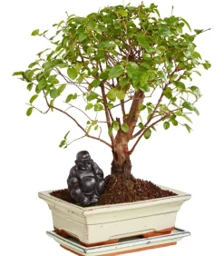 Dehner Bonsai mit Buddha, verschiedene Sorten Grün Sale