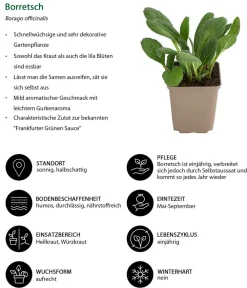 Dehner Borretsch Grün Discount