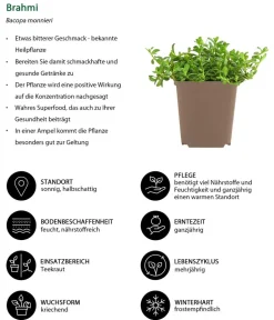 Dehner Garten- & Heilkräuter|Küchenkräuter > Brahmi