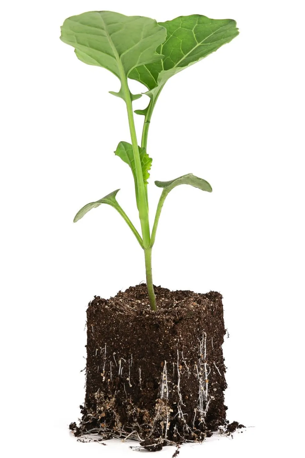 Dehner Gartengemüse|Kohl- & Salatpflanzen - Brokkoli, 6er Schale Grün