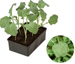 Dehner Gartengemüse|Kohl- & Salatpflanzen - Brokkoli, 6er Schale Grün