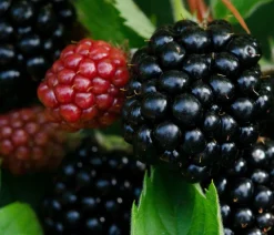 Himbeeren & Brombeeren|Beerensträucher > Brombeere 'Asterina'