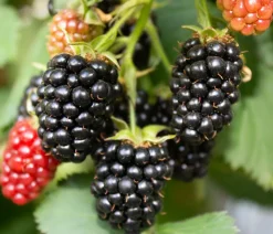 Dehner Bio-Obststräucher|Beerensträucher > Brombeere 'Montblanc®'