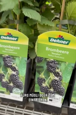 Dehner Himbeeren & Brombeeren|Beerensträucher - Brombeere 'Navaho®' Schwarz
