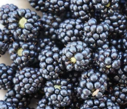 Dehner Himbeeren & Brombeeren|Beerensträucher - Brombeere 'Navaho®' Schwarz