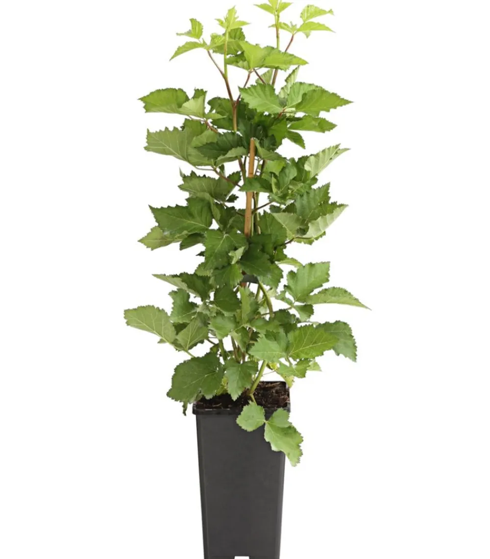 Dehner Himbeeren & Brombeeren|Beerensträucher > Brombeere 'Reuben'
