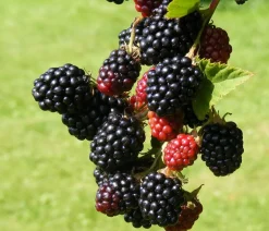 Dehner Himbeeren & Brombeeren|Beerensträucher > Brombeere 'Reuben'