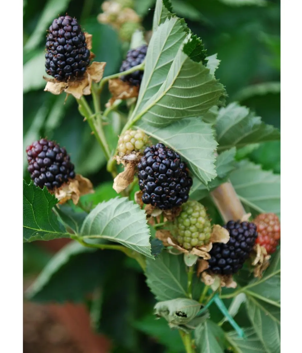 Dehner Himbeeren & Brombeeren|Beerensträucher > Brombeere 'Reuben'