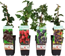 Dehner Himbeeren & Brombeeren|Beeren-Sets - Brombeer-Set Brombeer-Bowl, 4-teilig