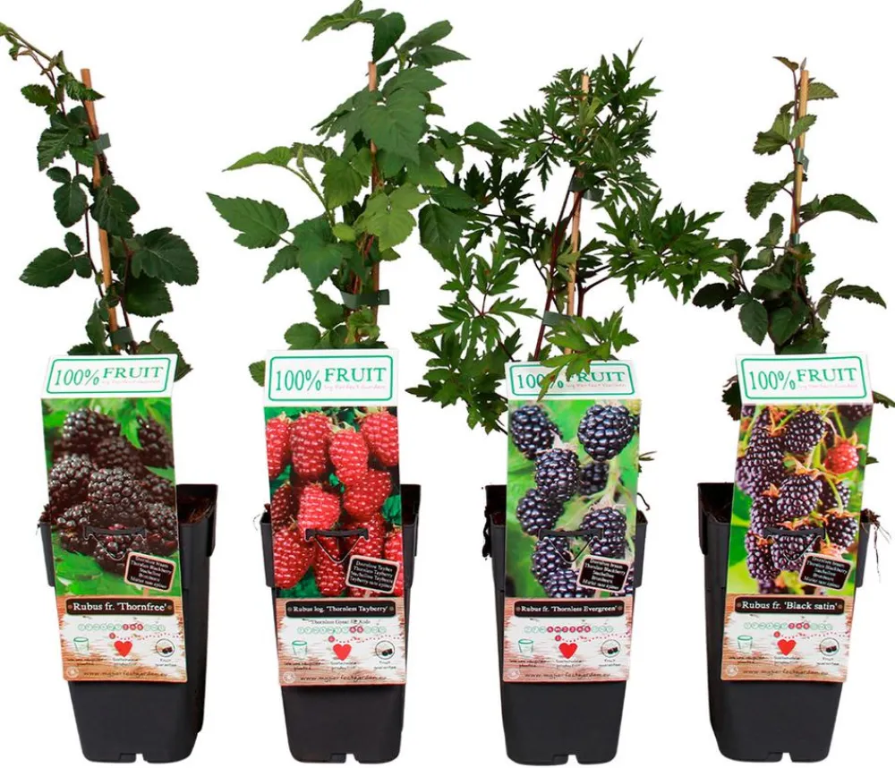 Dehner Himbeeren & Brombeeren|Beeren-Sets - Brombeer-Set Brombeer-Bowl, 4-teilig