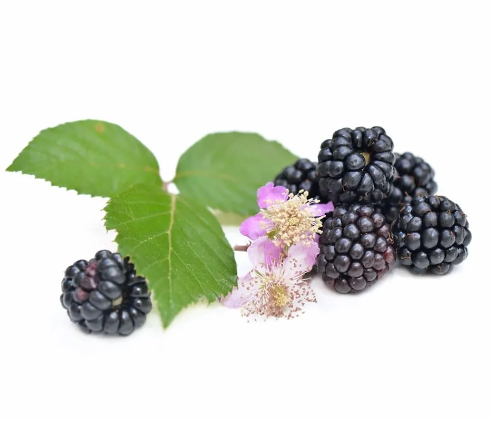 Dehner Himbeeren & Brombeeren|Beeren-Sets - Brombeer-Set Brombeer-Bowl, 4-teilig
