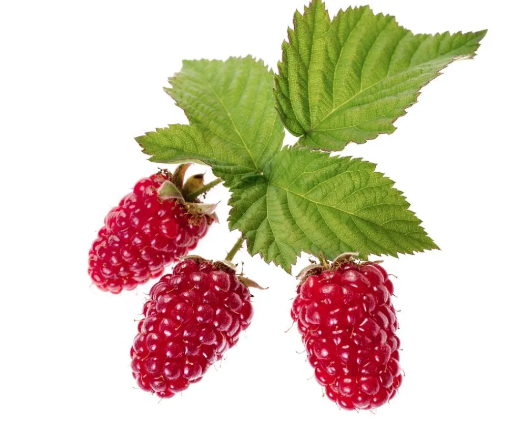 Dehner Himbeeren & Brombeeren|Beeren-Sets - Brombeer-Set Brombeer-Bowl, 4-teilig