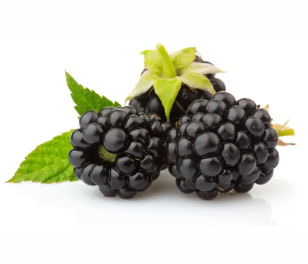 Dehner Himbeeren & Brombeeren|Beeren-Sets - Brombeer-Set Brombeer-Bowl, 4-teilig