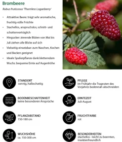 Dehner Himbeeren & Brombeeren|Beeren-Sets - Brombeer-Set Brombeer-Bowl, 4-teilig