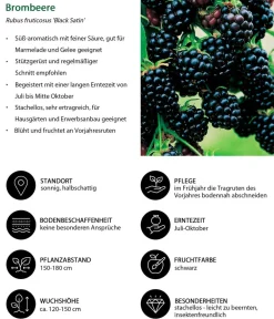 Dehner Himbeeren & Brombeeren|Beeren-Sets - Brombeer-Set Brombeer-Bowl, 4-teilig