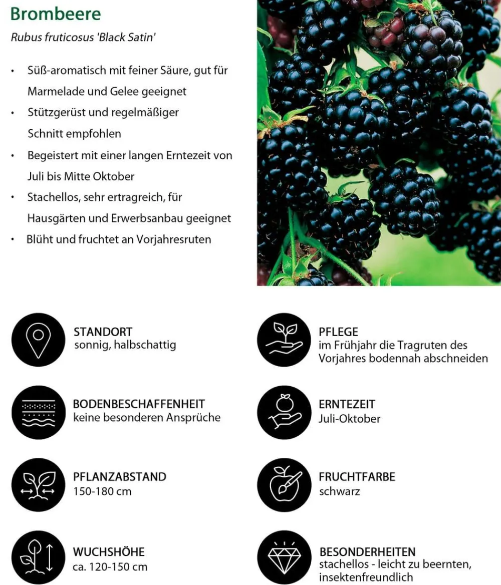 Dehner Himbeeren & Brombeeren|Beeren-Sets - Brombeer-Set Brombeer-Bowl, 4-teilig