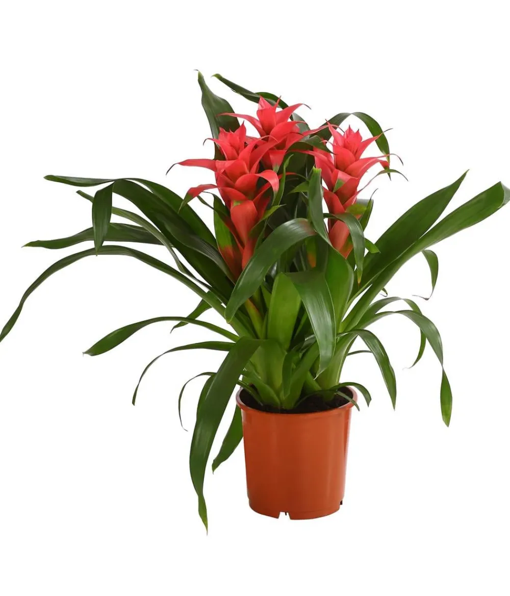 Dehner Bromelien - Bromelie - Bromeliaceae, verschiedene Farben