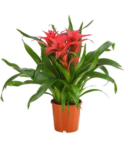 Dehner Bromelien - Bromelie - Bromeliaceae, verschiedene Farben