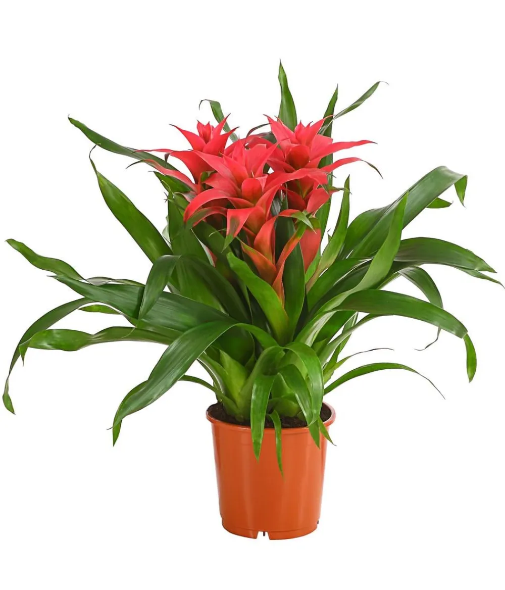 Dehner Bromelien - Bromelie - Bromeliaceae, verschiedene Farben
