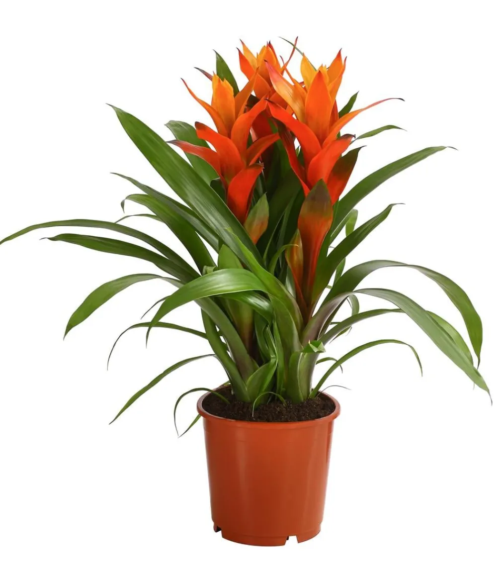 Dehner Bromelien - Bromelie - Bromeliaceae, verschiedene Farben