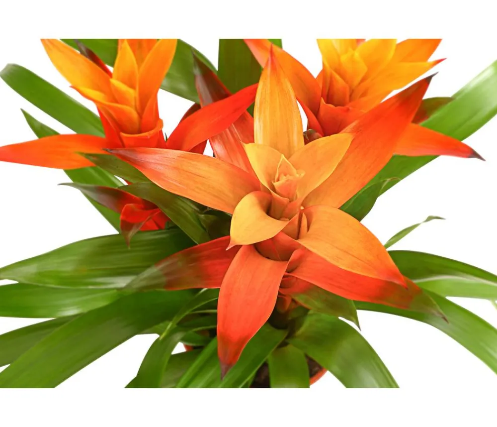 Dehner Bromelien - Bromelie - Bromeliaceae, verschiedene Farben