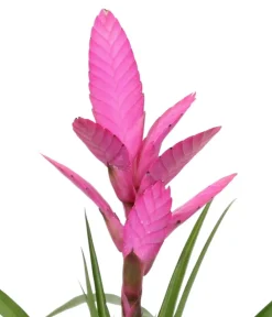 Dehner Bromelien|Zimmerpflanzen-Sets > Bromelien-Set Sommerfrische, 4-teilig