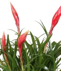 Dehner Bromelien|Zimmerpflanzen-Sets > Bromelien-Set Sommerfrische, 4-teilig