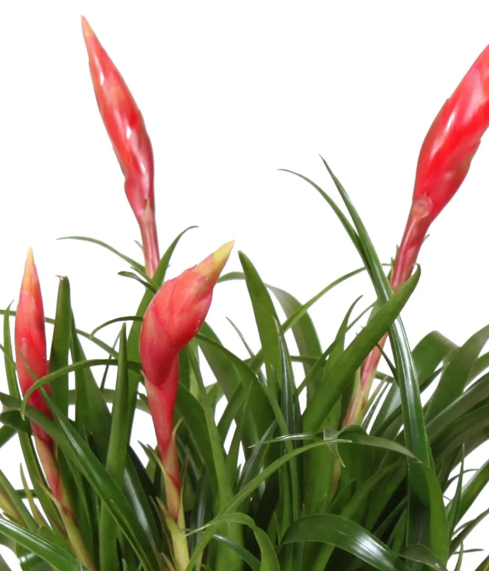Dehner Bromelien|Zimmerpflanzen-Sets > Bromelien-Set Sommerfrische, 4-teilig