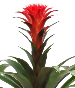 Dehner Bromelien|Zimmerpflanzen-Sets > Bromelien-Set Sommerfrische, 4-teilig