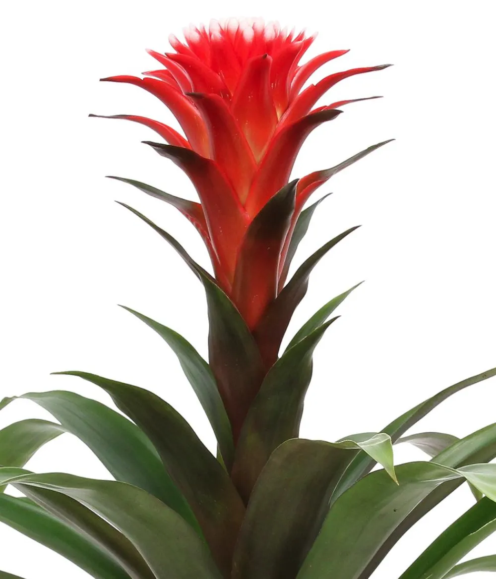 Dehner Bromelien|Zimmerpflanzen-Sets > Bromelien-Set Sommerfrische, 4-teilig