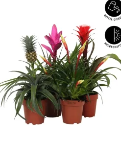 Dehner Bromelien|Zimmerpflanzen-Sets > Bromelien-Set Sommerfrische, 4-teilig