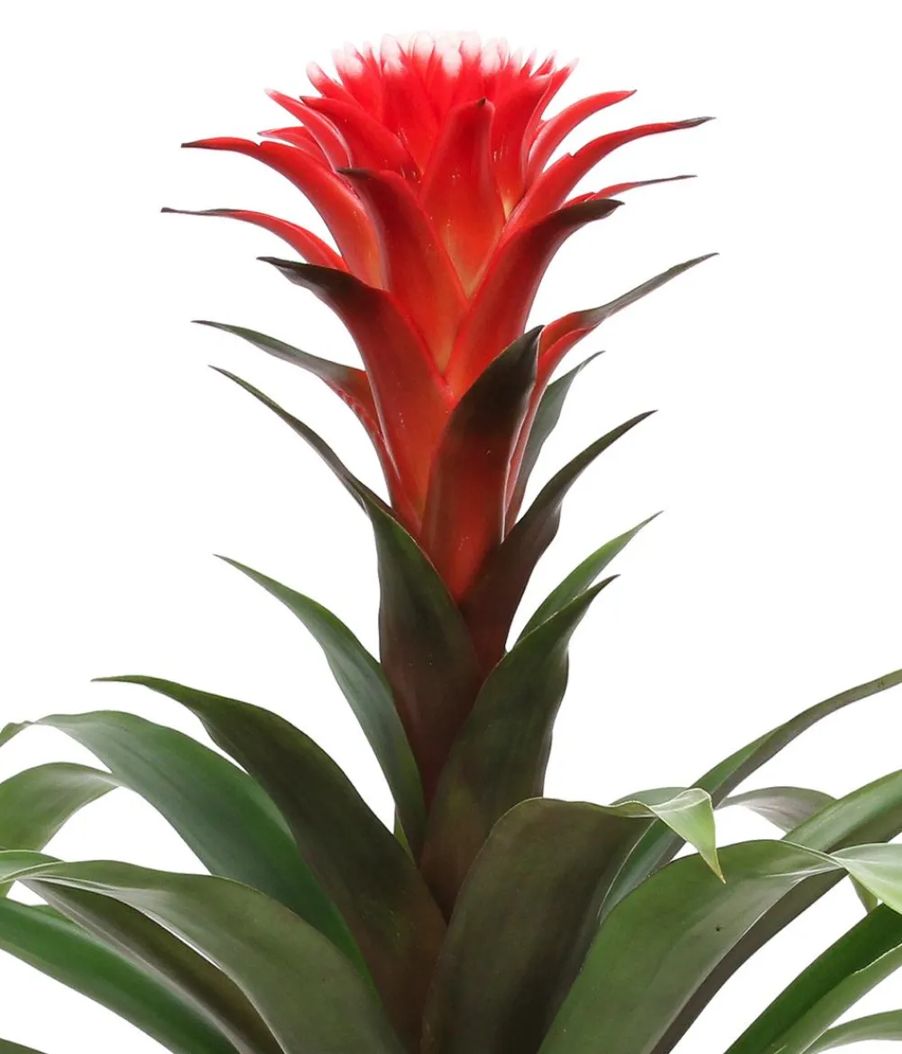 Dehner Bromelien > Bromelien-Set, 4-teilig