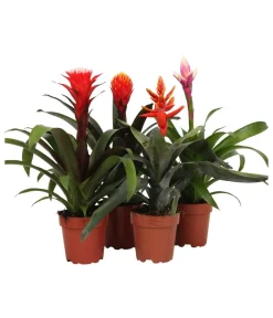 Dehner Bromelien > Bromelien-Set, 4-teilig