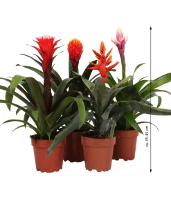 Dehner Bromelien > Bromelien-Set, 4-teilig
