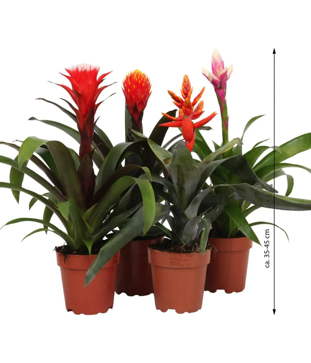Dehner Bromelien > Bromelien-Set, 4-teilig
