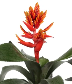 Dehner Bromelien > Bromelien-Set, 4-teilig
