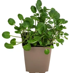 Dehner Garten- & Heilkräuter|Küchenkräuter > Brunnenkresse