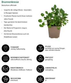 Dehner Garten- & Heilkräuter|Küchenkräuter > Brunnenkresse